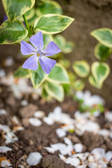 Myrtle Periwinkle flower in the field isolated with blurred background