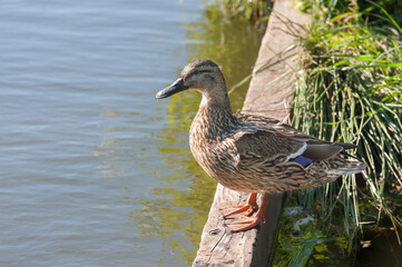 female mallard duck at the waters edge