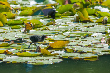moorhen chick on a lily pond