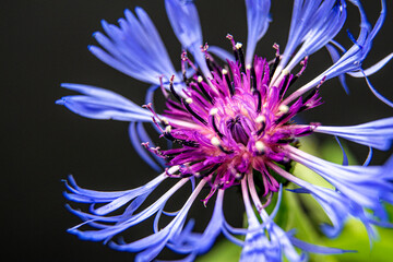 Fototapeta premium Cornflowers is blomming / Design banner background / Copy space for text / Close up