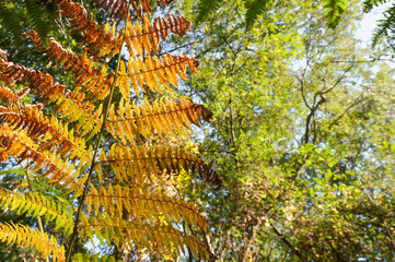 autumnal fern vegetation