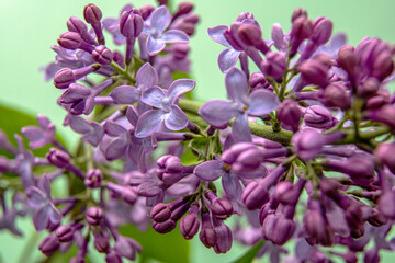 Obraz premium Branch with spring blossoms pink lilac flowers on a green background, bright blooming floral background. Close up