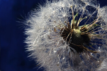 Dendelion. Abstract macro photo of dendelion seeds