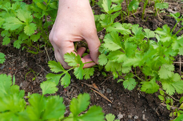 close-up of a hand collecting organic vegetables