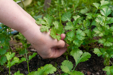 Naklejka na ściany i meble close-up of a hand collecting organic vegetables