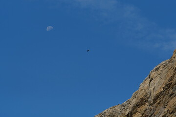 Fototapeta na wymiar Aquila nel cielo azzurro in montagna con la luna 