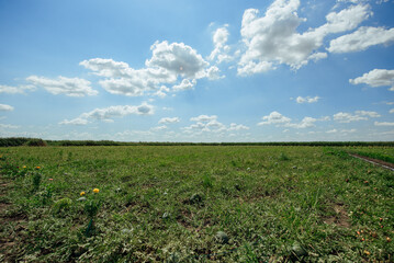 Watermelon field on a summer day. Watermelon plantation.