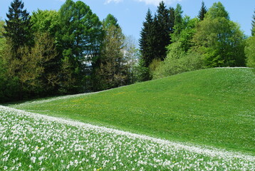 Narzissen Slowenische Alpen