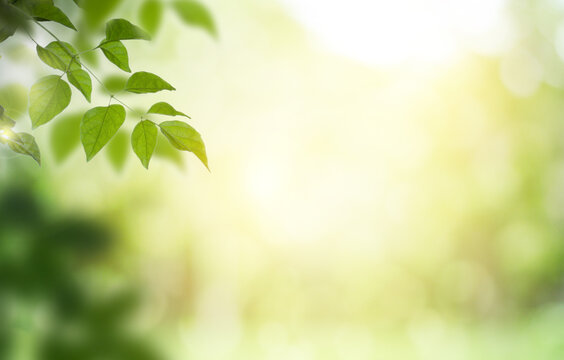 Closeup nature view of green leaf on blurred greenery background in garden with copy space for text using as summer background natural green plants landscape, ecology, fresh wallpaper concept. © Deemerwha studio