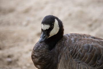 Face portrait of a barnacle goose