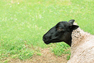 Sheep farming with organic feed. Close up copy space image.