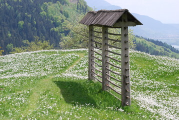 Narzissen Slowenische Alpen