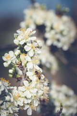 The bee collects pollen from white plum flowers. Spring blossoming scene