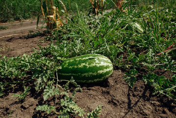 Obraz premium Watermelon.Watermelon farm.Green watermelon growing in the garden