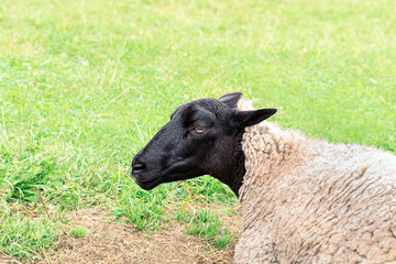 Sheep with back head lies on grass and relax. Eco farm life concept.