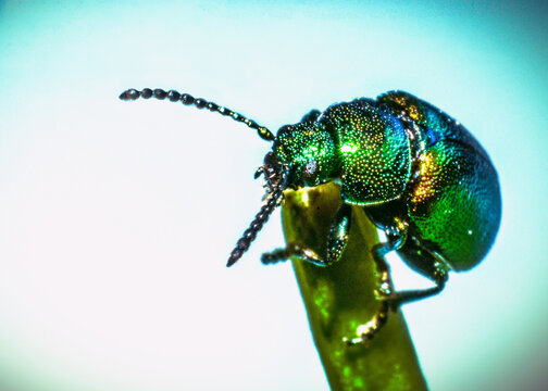 Little green beatle on a leaf