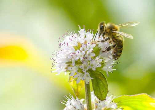 Bee on flower
