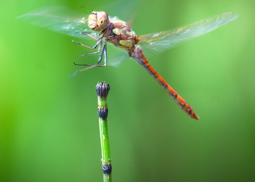 Dragonfly landing