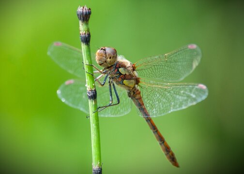 Dragonfly on a stick