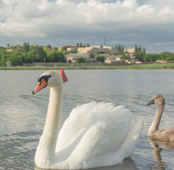 Obraz premium graceful swan with a small swan swims in the lake 