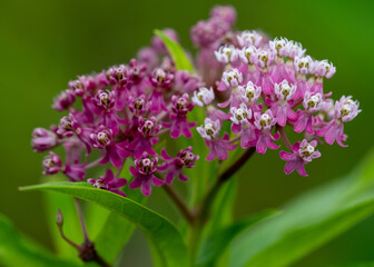 Asclepias incarnata (Swamp milkweed)