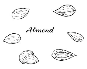 A black and white card with hand drawn almonds isolated on white. Coloring book