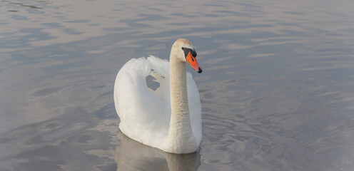  white swan gracefully swims in the lake 