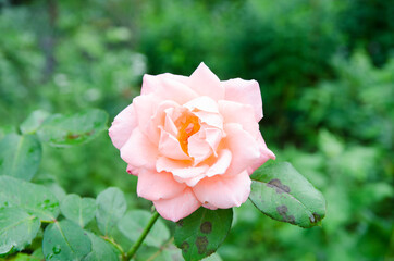 Pink rose flower on a green background. Nature. rose in the garden. Close-up.