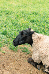 Portrait of a sheep on green grass. Vertical image. Copy space, close up