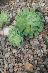 Succulent plants (echeveria) in stones