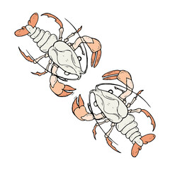 Shrimp in the sea hand drawn