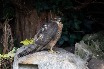 Female sparrowhawk perched on  rock
