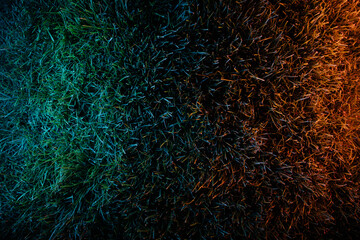 Grass iluminated by neon lights