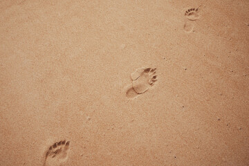 Copy space of footprint on sand beach texture background.