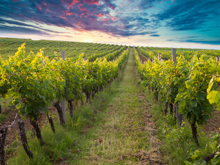 Obraz premium spring landscape of green tuscany and table place texture