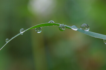 Dew drops on green leaf. meadow grass in drops rain, nature background. From pure water