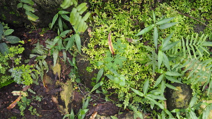 The natural walk way with high moisture plant