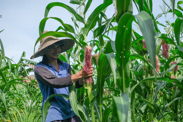 Farmer harvesting baby corn