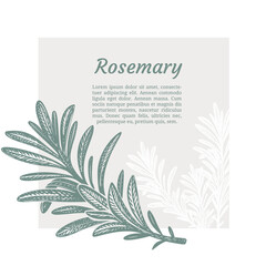Sprig of rosemary. Design template. Vector illustration. Retro style.