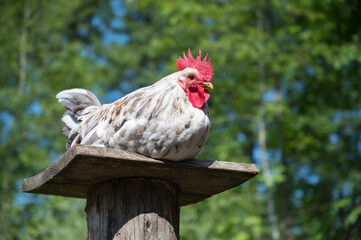 Huhn sitzend von unten auf einem Bauernhof