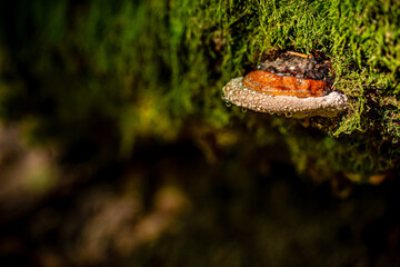Champignons en forêt 