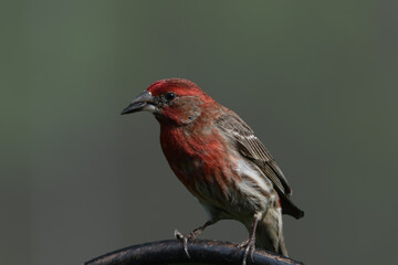 bird on a fence
