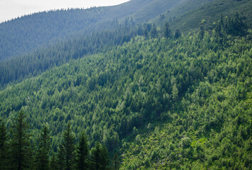 Beautiful green  forest mountain landscape