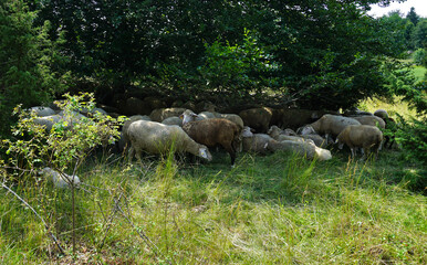 Schafherde sucht Schatten unter B&auml;umen und Str&auml;uchern