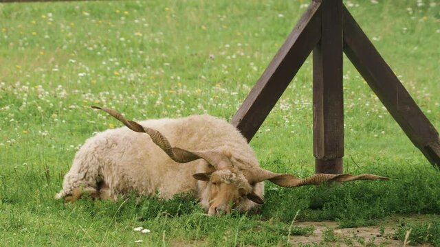 Lonely Hungarian racka sheep lying down on the green grass