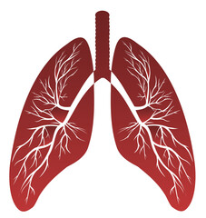 Medicine drawing of the lungs