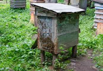 Flying bees near the hive. Wooden beehive and bees. Plenty of bees at the entrance of old beehive in apiary