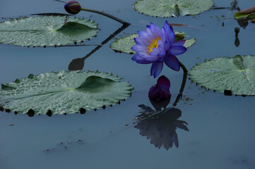 Beautiful Lotus flower in the pond.