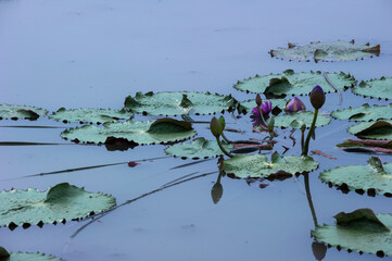 Beautiful Lotus flower in the pond.