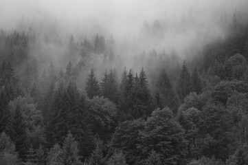Mgła zawisła ponad szczytami drzew w górach - obrazy, fototapety, plakaty